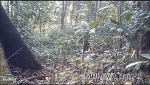 Why do chimps throw stones at trees? | CBC Radio