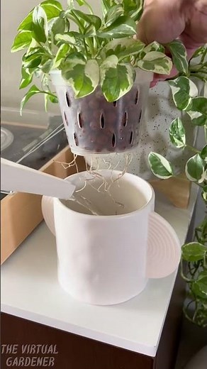 what happens when you put pothos in water? 💧🪴
