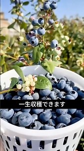 How to Harvest Blueberries for Life