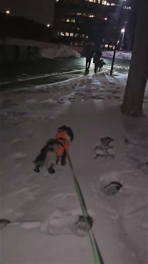 Bryson trying to intimidate the other 2 larger dogs.
