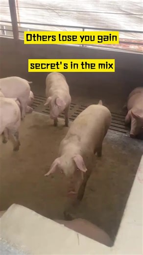 Pig farming in Zambia #Pig farming in Zambia