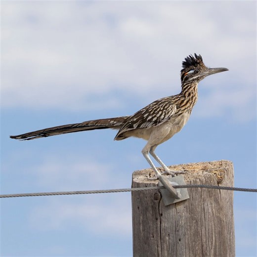 How to identify a greater roadrunner bird
