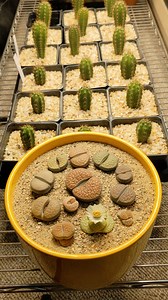 7.1K views · 249 reactions | My lithops is flowering!  | Sacred Buttons | Facebook