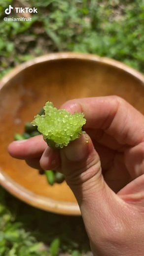 Satisfying Fruit TikTok Compilation | Miami Fruit | Caviar Lime