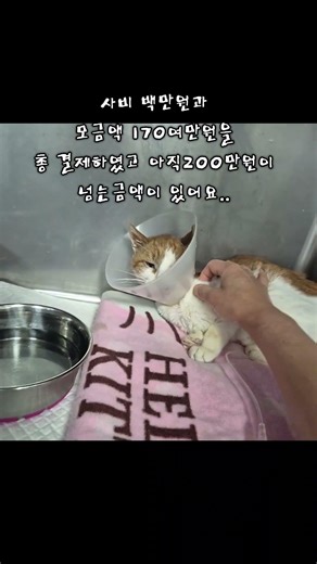 #체다 #만원릴레이동참부탁드립니다 선생님과충분히이야기후내일 퇴원결정을 내렸습니다.복막염 경구제와피하수액보조제 신장사료등준비할게많지만아직미수금이 이백만원이훨씬넘게남아있습니다..