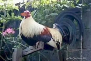 190K views · 2.7K reactions | Manok vs Baboy #aricioestrelabughaooxillar | AricioEstrella Bughao Oxillar | Facebook