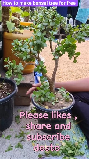 Free bonsai tree 🌲#radheshyam #bonsai #bonsaitree #gardening #beginners #nature #terrcegarden