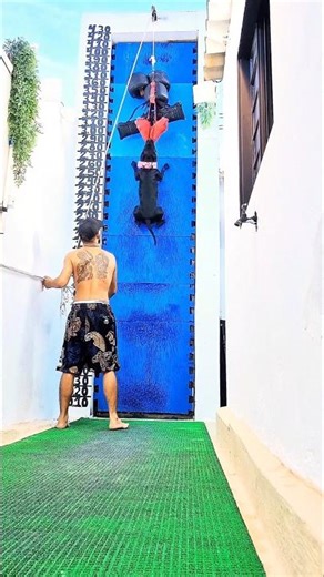 Daughter and Mother of Dogs American Pit Bull Terrier Training #pitbull