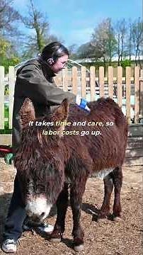 Discover the REAL Reason Donkey Milk Costs So Much