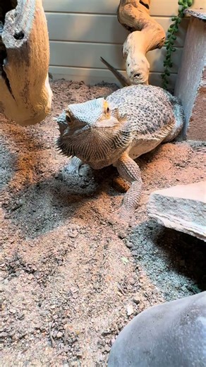 My bearded dragon sprints for roaches at lightning speed