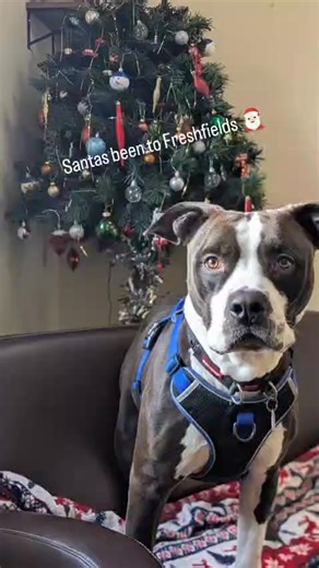 Santa Paws has been to the rescue this morning, and all our dogs have opened their presents! 🎁🐾 Here’s a video of the fun! 🎥 We’d like to wish all our wonderful supporters a very Merry Christmas from everyone (two- and four-legged!) here at the rescue. ❤️🎅 | Freshfields Animal Rescue