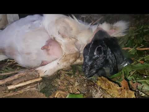 Goat Labor and Delivery | Beautiful Baby Goat Birth Video |