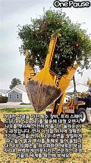 How to transplant a large orange tree #worker #process #machinery #farming #nature