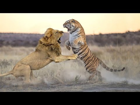Lion vs. Tiger Fight You'll Regret Not Watching This Video
