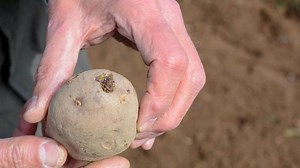 5 Signs Your Potatoes Are Struggling And How To Help Them