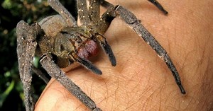 WARNING: Scientists discover new spider species that could rot human flesh in a single bite