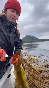 1.4M views · 48K reactions |  BIG NEWS ️ Spicy Dill Kelp Pickles. Are. Back. 勒  run don’t walk y’all! | Barnacle Foods | Facebook