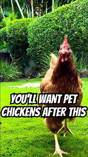 MY HEART!! 🥹🐔 You'll want PET CHICKENS after WATCHING THIS...