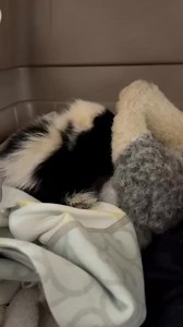 Ever wonder what a baby skunk 🦨 sounds like?? What do you think she’s saying? 😜 #skunksoftiktok #wildliferehabilitation #wildlife #stripedskunk #skunk | Yetitheabominable