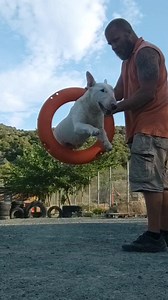 481K views · 34K reactions | Solo the Mighty training compilation. Enjoy ! | Working Bull Terriers Kennel | Facebook