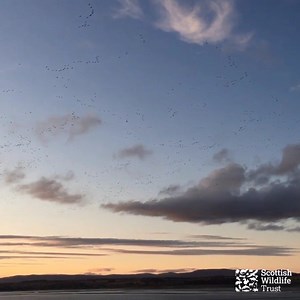 Did you see the special film from Montrose Basin Wildlife Reserve and Visitor Centre on tonight's Autumnwatch? If you want to see and hear the spectacle for yourself you'd better be quick, numbers will fall quickly next month as the bird's leave for their winter roosts. | Scottish Wildlife Trust
