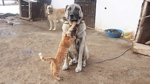 4.6K views · 94 reactions | Wild cat, kangal, dog fight, I had a hard time telling them apart | Cute naughty kitties | Facebook
