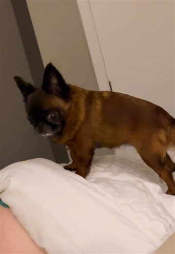 The Most Reliable Alarm Clock: Meet Dotti the Dwarf Dog