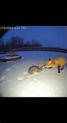 Incredible Fox vs Rabbit Encounter #wildlife