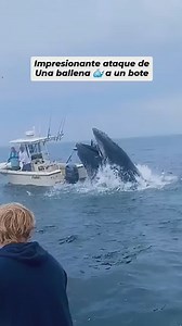 Big Shark attack on ship #shark #sharkattack | deep sea discoveries