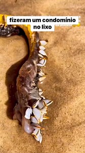 762K views · 1.7K reactions | A vida marinha vai se virando como pode. #ocean #oceanos #superreels | Me Leva Viagem | Facebook