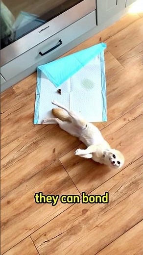 fennec fox as a pet #animals #pets