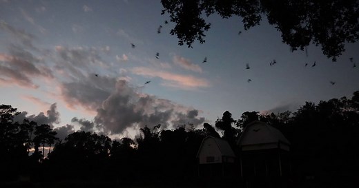 500,000 bats call world’s largest occupied bat houses at University of Florida home