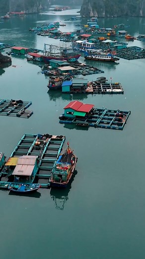 𝘼𝙇𝙄 𝙅𝘼𝙃 | 📸🎥 on Instagram: "Cai Beo fishing village is also called Vu O fishing village, known as the oldest fishing village in Vietnam, dated back 7000 years old. It has become a famous tourist spot and a must-see during your trip to Lan Ha bay It is also one of the rare authentic old fishing villages in the entire Vietnam and locals still live there 🖊️@hanoiecotour vlog . . . . #filmmakers #videografos #fotografia #creador #creadores #creadoresdecontenido #contentcreator #editor #edit