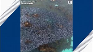 Western Australian salmon take on annual migration