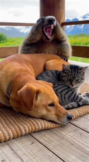 Sudden Awakening: Dog Startled Awake Instantly