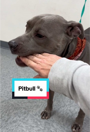 Dog Grooming Tutorial: Washing Pitbulls Like a Pro