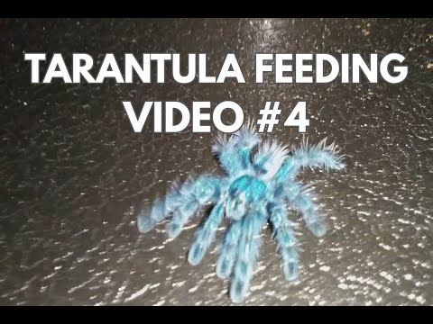 Tarantula Feeding #4