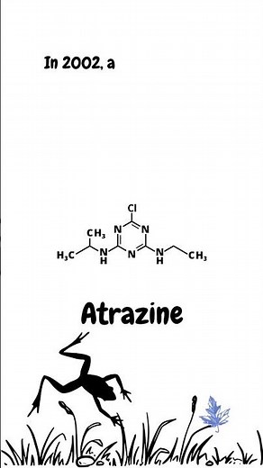 Atrazine and Frogs #endocrine #science #fertilizers #frogs