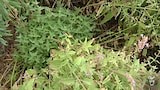 Pruning Six Hills Catmint - Gardening Australia