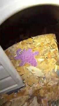 Aryeh knows what she wants #narrowayhomestead #offgrid #aryehdog #boz #livestockguardiandog #puppy