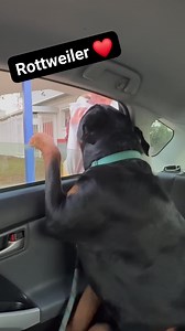 566K views · 14K reactions | Rottweiler ❤️ | Dog Life | Facebook