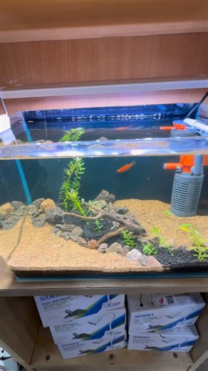 Aqua Dream on Instagram: "Nano aquarium n*6 planté équipements inclus :( Aquarium 35x20x23 cm , sable , sol nutritif , sol technique , filtre interne , led haut de gamme , roche volcanique , 5 poissons colorée ) prix 13250 da , n tel 0673865237 #aqua #aquarium #algerie #foryou #fyp"