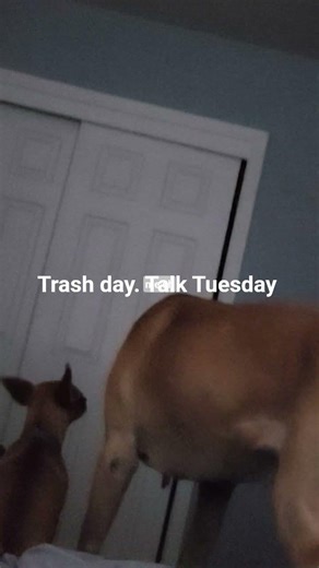 dred trash day
