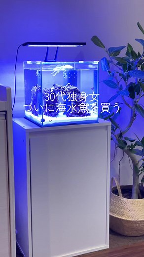 かわいい海水魚とアクアリウム初心者の世界