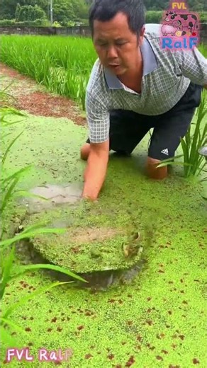 Farmers use aluminum leaky pots to catch loaches in rice fields