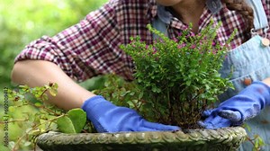 Young attractive Asian gardener female works on sunny day with protective gloves, closeup woman hands lifestyle working at home happily shoveling the soil and growing flowers using gardening equipment Stock Video