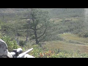 Newfoundland Moose Hunt