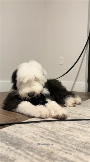 1K views · 1.1K reactions | Good morning朗  Follow @Sheepadoodle_ig...