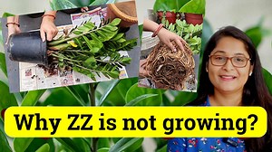 2.4K reactions · 143 shares | 7 TIPS TO GROW HEALTHY ZZ PLANT, WATERING, LOW LIGHT, LEAF PROPAGATION & CARE #zzplant #gardeningtips #gardening #gardeningtips #plantcare #plantlovers #indoorplants #plantcaretips | Voice of plant | Facebook