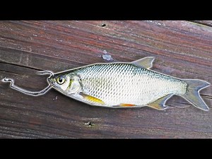 Using LIVE SHINERS As BAIT In MARINA DOCKS! (EXCITING)